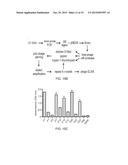 ANTI-CAMPYLOBACTER JEJUNI ANTIBODIES AND USES THEREFOR diagram and image