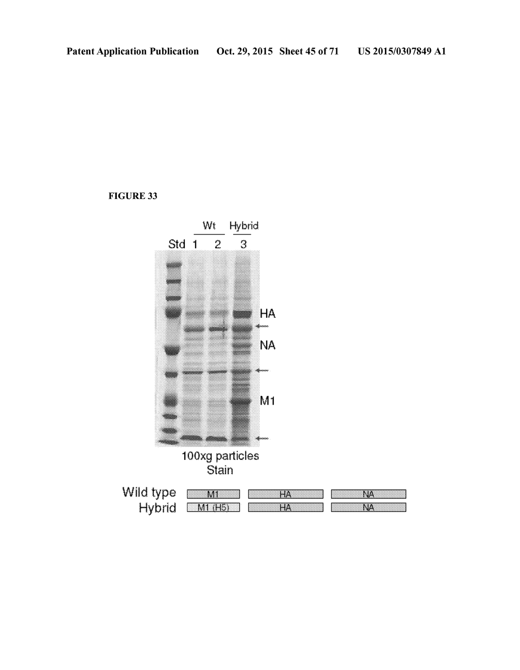 HIGHLY EFFICIENT INFLUENZA MATRIX (M1) PROTEINS - diagram, schematic, and image 46