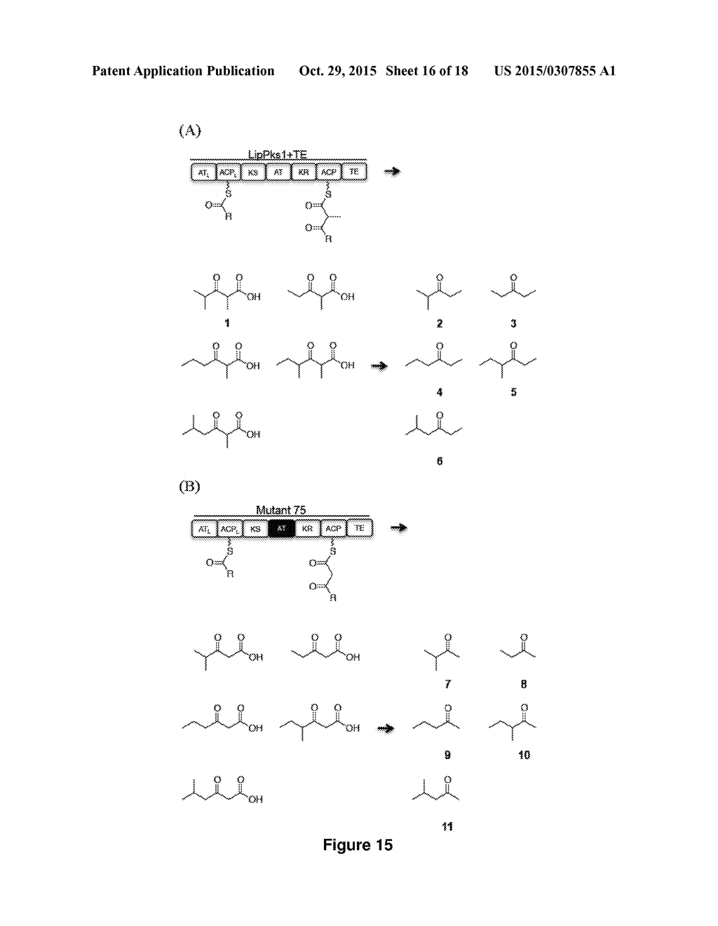Producing 3-Hydroxycarboxylic Acid and Ketone Using Polyketide Synthases - diagram, schematic, and image 17