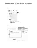 NOVEL RECOMBINANT FACTOR C AND METHOD FOR PRODUCING THE SAME, AND METHOD     FOR MEASURING ENDOTOXIN diagram and image