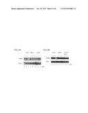 APTAMERS, MULTIMERIC APTAMERS AND USES THEREOF diagram and image