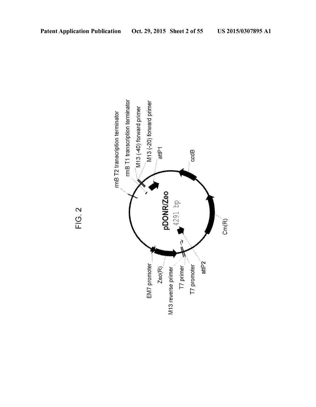 PLANTS HAVING ALTERED AGRONOMIC CHARACTERISTICS UNDER NITROGEN LIMITING     CONDITIONS AND RELATED CONSTRUCTS AND METHODS INVOLVING GENES ENCODING     SNF2 DOMAIN-CONTAINING POLYPEPTIDES - diagram, schematic, and image 03