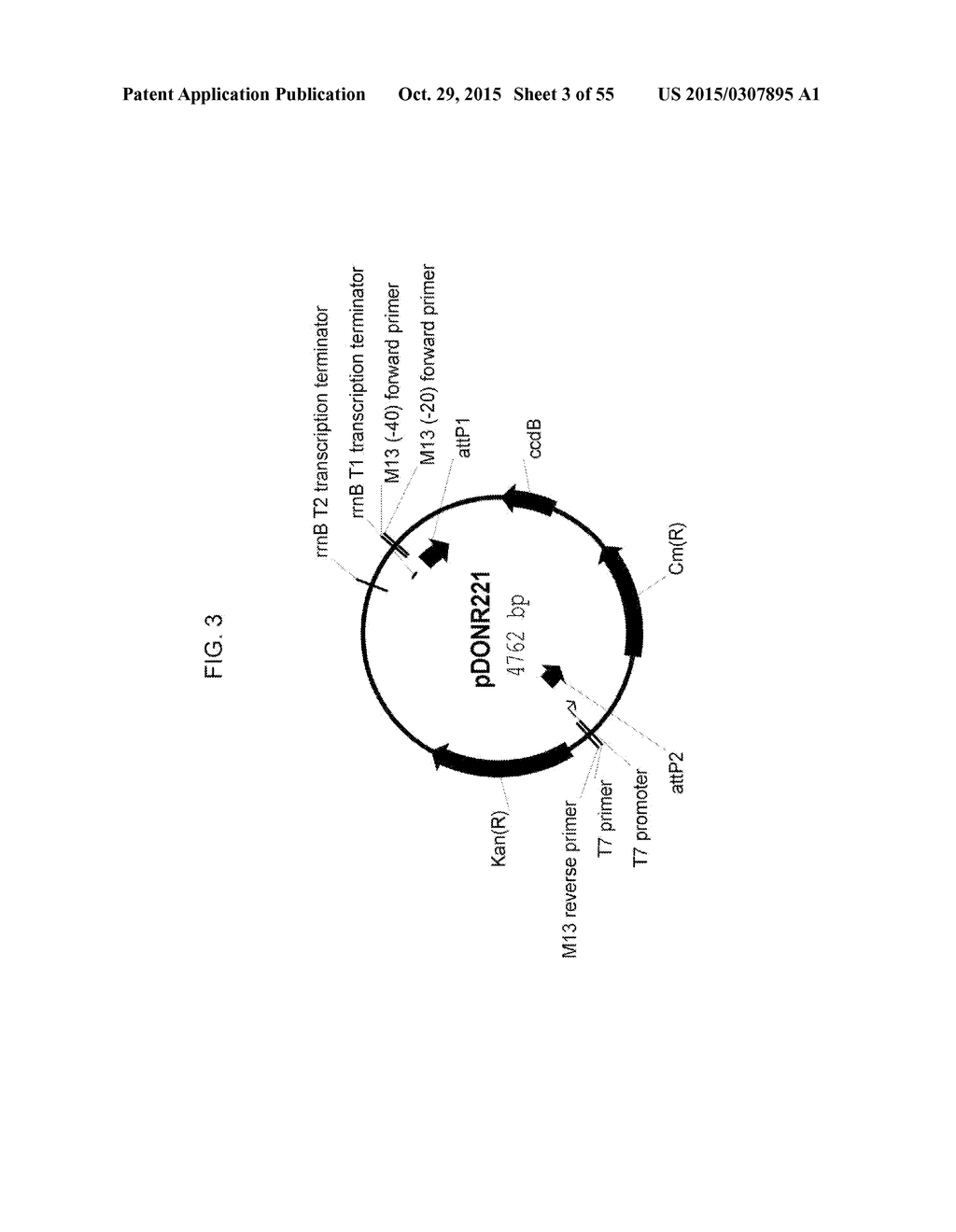 PLANTS HAVING ALTERED AGRONOMIC CHARACTERISTICS UNDER NITROGEN LIMITING     CONDITIONS AND RELATED CONSTRUCTS AND METHODS INVOLVING GENES ENCODING     SNF2 DOMAIN-CONTAINING POLYPEPTIDES - diagram, schematic, and image 04