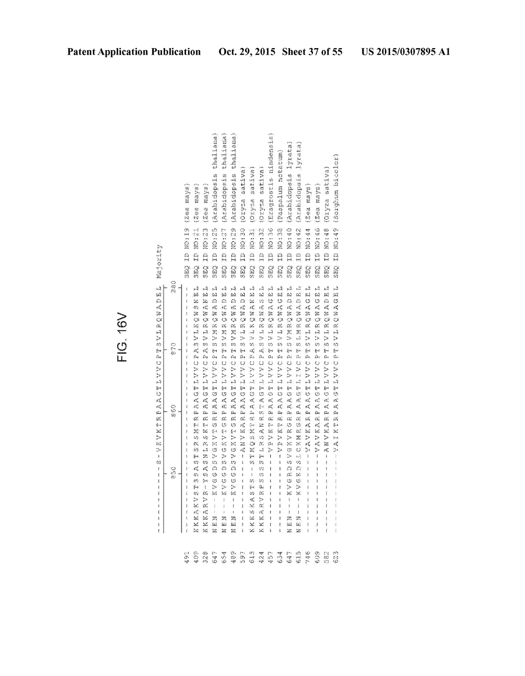 PLANTS HAVING ALTERED AGRONOMIC CHARACTERISTICS UNDER NITROGEN LIMITING     CONDITIONS AND RELATED CONSTRUCTS AND METHODS INVOLVING GENES ENCODING     SNF2 DOMAIN-CONTAINING POLYPEPTIDES - diagram, schematic, and image 38