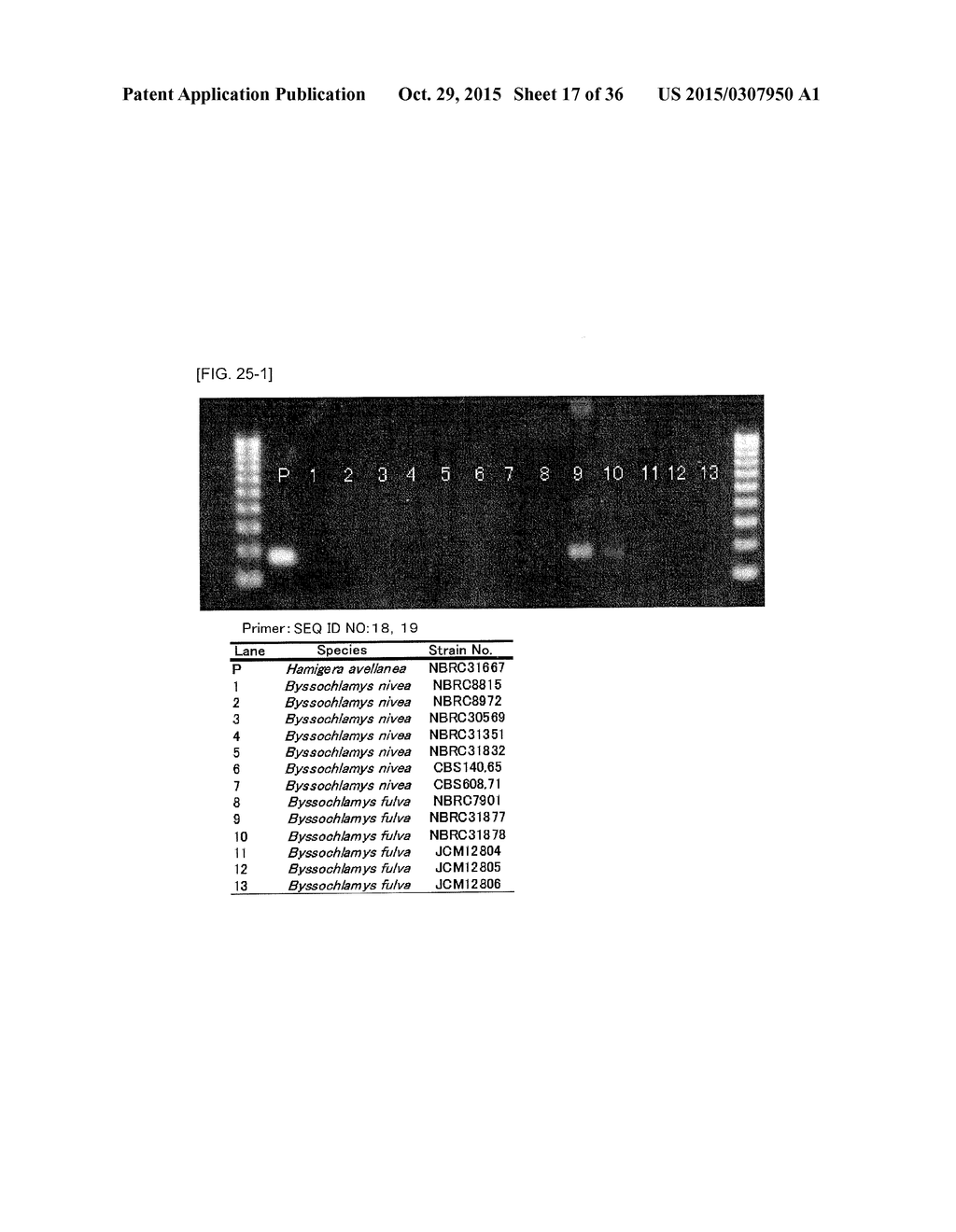 Method of Detecting Heat-Resistant Fungus - diagram, schematic, and image 18