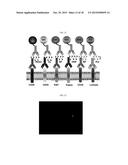 Polymeric Carriers for Immunohistochemistry and In Situ Hybridization diagram and image