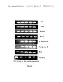 HISTIDINYLATED CATIONIC AMPHIPHILES, PROCESS FOR PREPARATION THEROF AND     THEIR LIPOSOMAL FORMULATION diagram and image