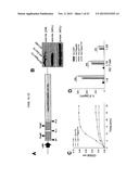 IMMUNE MODULATOR FOR IMMUNOTHERAPY AND VACCINE FORMULATION diagram and image