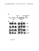 IMMUNE MODULATOR FOR IMMUNOTHERAPY AND VACCINE FORMULATION diagram and image