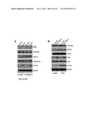 IMMUNE MODULATOR FOR IMMUNOTHERAPY AND VACCINE FORMULATION diagram and image