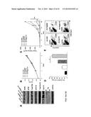 IMMUNE MODULATOR FOR IMMUNOTHERAPY AND VACCINE FORMULATION diagram and image