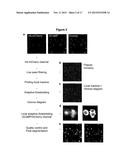 GENETICALLY ENCODED CALCIUM INDICATORS AND METHODS OF USE diagram and image