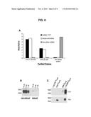 HUMAN ANTIBODIES AGAINST RABIES AND USES THEREOF diagram and image