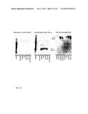 MULTISPECIFIC ANTIBODIES diagram and image