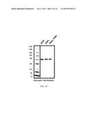 MULTISPECIFIC ANTIBODIES diagram and image