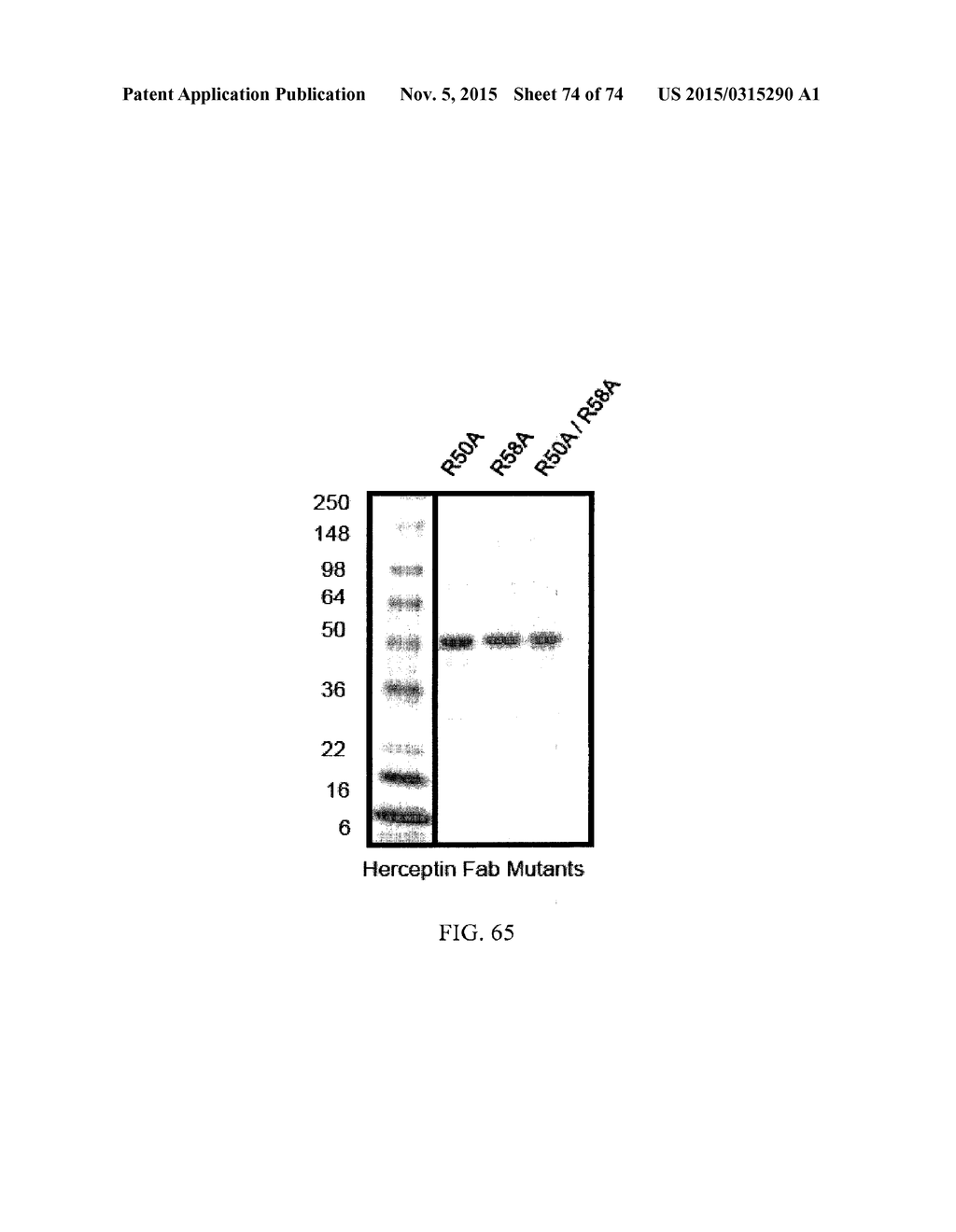 MULTISPECIFIC ANTIBODIES - diagram, schematic, and image 75