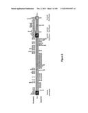 MEGANUCLEASE VARIANTS CLEAVING THE GENOME OF A PATHOGENIC NON-INTEGRATING     VIRUS AND USES THEREOF diagram and image