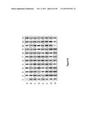 MEGANUCLEASE VARIANTS CLEAVING THE GENOME OF A PATHOGENIC NON-INTEGRATING     VIRUS AND USES THEREOF diagram and image