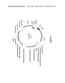 MEGANUCLEASE VARIANTS CLEAVING THE GENOME OF A PATHOGENIC NON-INTEGRATING     VIRUS AND USES THEREOF diagram and image