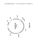 MEGANUCLEASE VARIANTS CLEAVING THE GENOME OF A PATHOGENIC NON-INTEGRATING     VIRUS AND USES THEREOF diagram and image