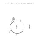 MEGANUCLEASE VARIANTS CLEAVING THE GENOME OF A PATHOGENIC NON-INTEGRATING     VIRUS AND USES THEREOF diagram and image