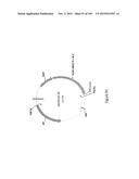 MEGANUCLEASE VARIANTS CLEAVING THE GENOME OF A PATHOGENIC NON-INTEGRATING     VIRUS AND USES THEREOF diagram and image