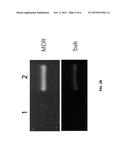 METHOD FOR ACTIVATION OF STEM CELL PROLIFERATION AND INCREASE OF STEM     CELLS RESISTENCE TO NEGATIVE IMPACTS diagram and image