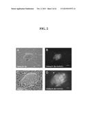 RNA PREPARATIONS COMPRISING PURIFIED MODIFIED RNA FOR REPROGRAMMING CELLS diagram and image