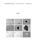 RNA PREPARATIONS COMPRISING PURIFIED MODIFIED RNA FOR REPROGRAMMING CELLS diagram and image