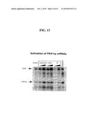 RNA PREPARATIONS COMPRISING PURIFIED MODIFIED RNA FOR REPROGRAMMING CELLS diagram and image