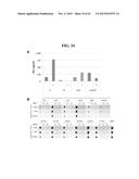 RNA PREPARATIONS COMPRISING PURIFIED MODIFIED RNA FOR REPROGRAMMING CELLS diagram and image