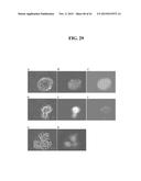 RNA PREPARATIONS COMPRISING PURIFIED MODIFIED RNA FOR REPROGRAMMING CELLS diagram and image