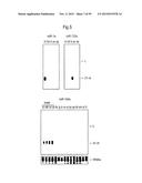 IDENTIFICATION OF NOVEL GENES CODING FOR SMALL TEMPORAL RNAS diagram and image