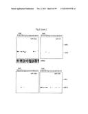 IDENTIFICATION OF NOVEL GENES CODING FOR SMALL TEMPORAL RNAS diagram and image