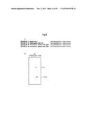 IDENTIFICATION OF NOVEL GENES CODING FOR SMALL TEMPORAL RNAS diagram and image