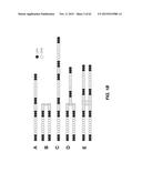 METHODS OF DELIVERING MULTIPLE TARGETING OLIGONUCLEOTIDES TO A CELL USING     NON-NUCLEOTIDE BASED CLEAVABLE LINKERS diagram and image