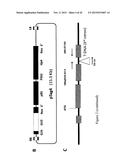 MUTATED NUCLEOTIDE MOLECULE, AND TRANSFORMED PLANT CELLS AND PLANTS     COMPRISING THE SAME diagram and image