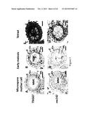 MUTATED NUCLEOTIDE MOLECULE, AND TRANSFORMED PLANT CELLS AND PLANTS     COMPRISING THE SAME diagram and image