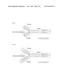 BOW TIE DNA COMPOSITIONS AND METHODS diagram and image