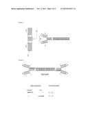 BOW TIE DNA COMPOSITIONS AND METHODS diagram and image