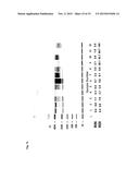 Methods and Kits for Monitoring Response to Radiation Therapies in Cancer diagram and image