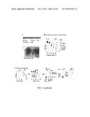 Electrophoretic Separation Devices and Methods for Using the Same diagram and image