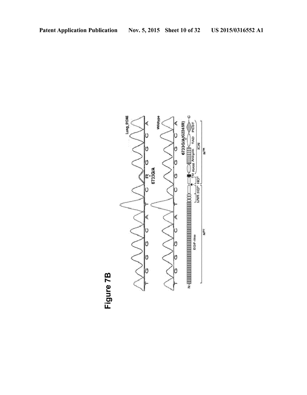 Human Notch Receptor Mutations and Their Use - diagram, schematic, and image 11