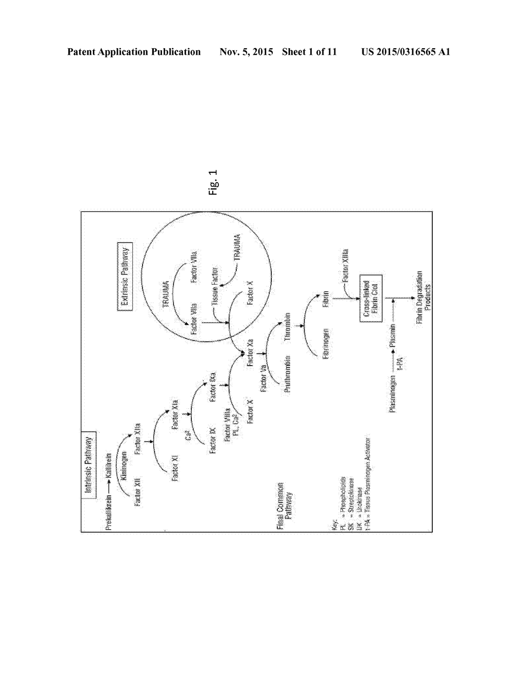 Methodologies and Reagents for Detecting Fibrinolysis and     Hyperfibrinolysis - diagram, schematic, and image 02