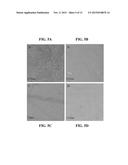 TRANSPARENT CONDUCTING FILMS CONTAINING SINGLE-WALLED CARBON NANOTUBES     DISPERSED IN AN AZO DYE diagram and image