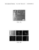 BIFUNCTIONAL SEPARATORS FOR LITHIUM-SULFUR BATTERIES diagram and image