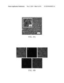 BIFUNCTIONAL SEPARATORS FOR LITHIUM-SULFUR BATTERIES diagram and image