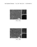 BIFUNCTIONAL SEPARATORS FOR LITHIUM-SULFUR BATTERIES diagram and image