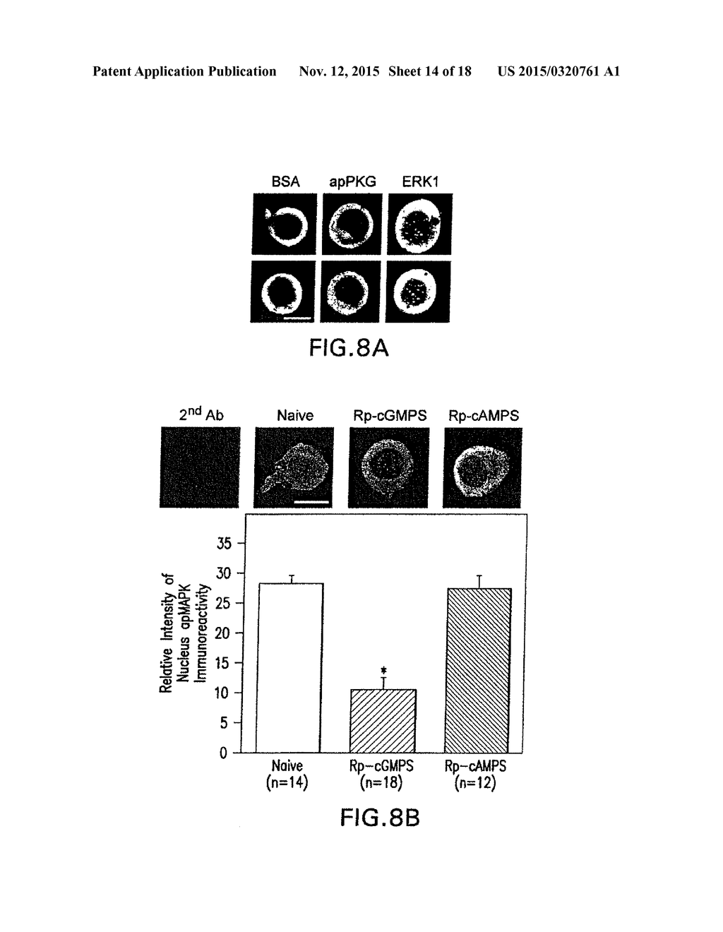 NEURONAL PAIN PATHWAY - diagram, schematic, and image 15