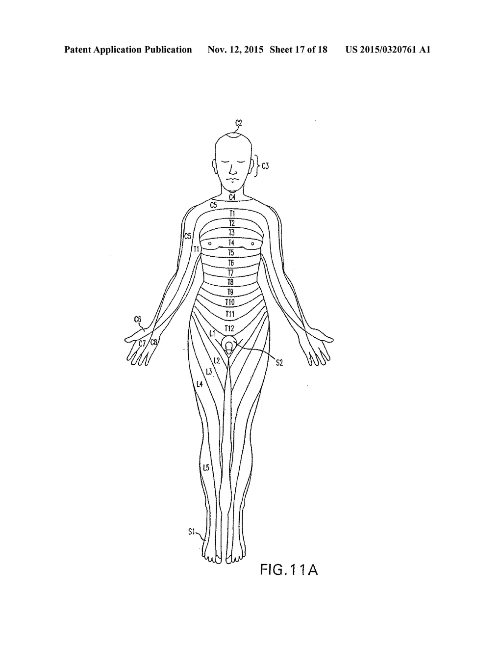 NEURONAL PAIN PATHWAY - diagram, schematic, and image 18